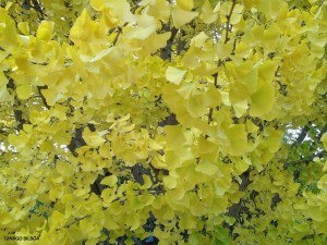 Ginkgo biloba - fall foliage